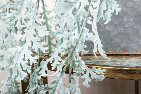 Leaves Plant dusty miller hanging bush