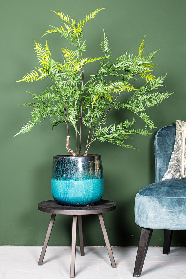 Tree Green horsetail fern in black pot small