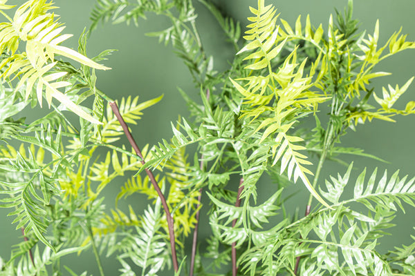 Tree Green horsetail fern in black pot small