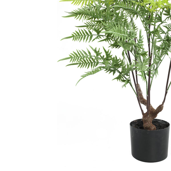 Tree Green horsetail fern in black pot small