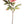 Peony Flower peony stem