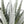 Leaves Plant green flocked aloe succulent plant