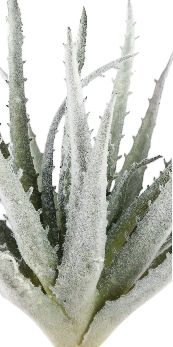 Leaves Plant green flocked aloe succulent plant