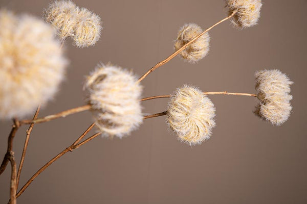 Dried Flower dry look clematis seeds  x  6