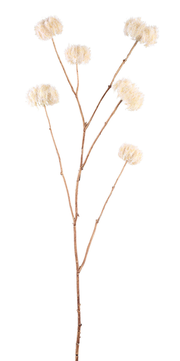 Dried Flower dry look clematis seeds  x  6