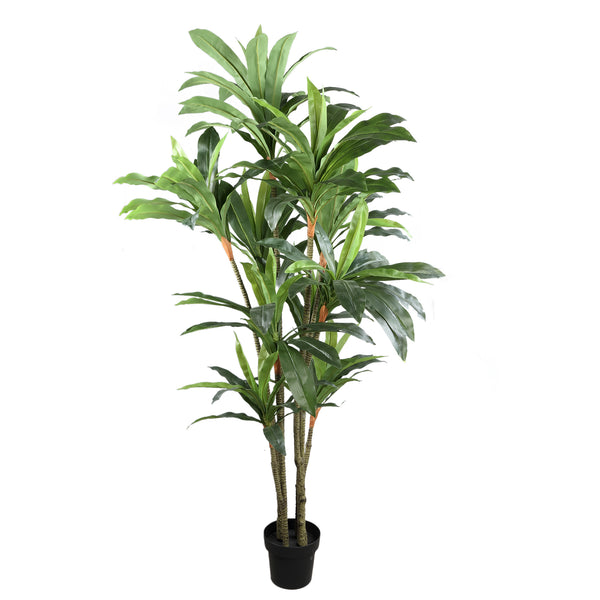 Tree Dracaena in pot