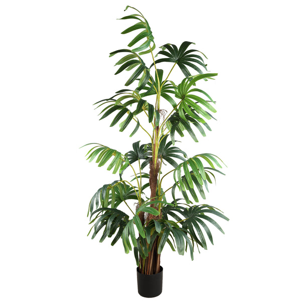 Tree five fingers palm tree in black pot