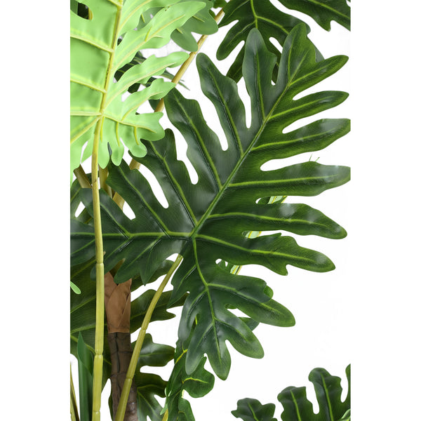 Leaves Plant philodendron in pot L