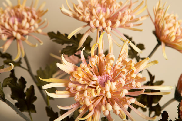 Garden Flower chrysanthemum spray