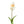 Tulip Flower tulip with leaves