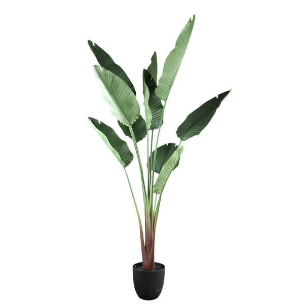 Tree travellers palm 10 leaves plastic pot