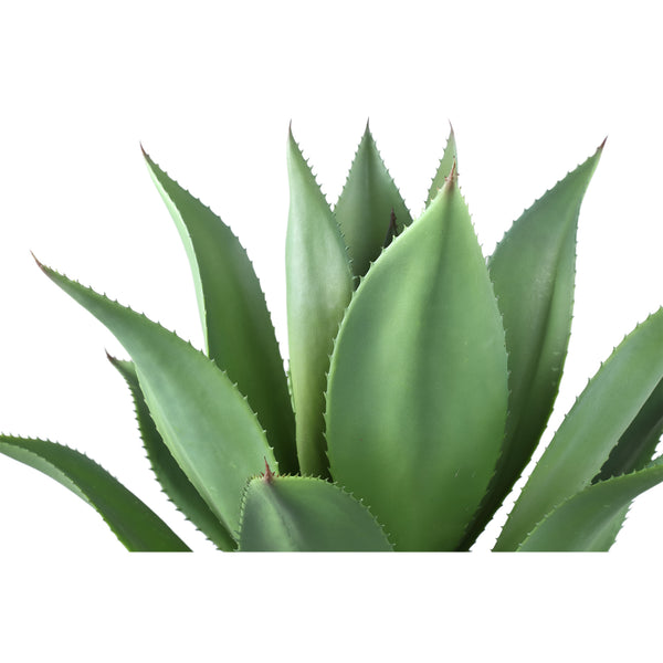 Leaves Plant agave in plastic pot