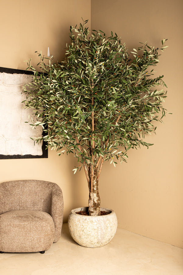 Tree olive tree in plastic pot