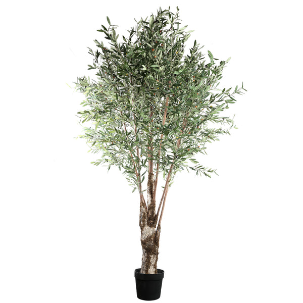 Tree olive tree in plastic pot