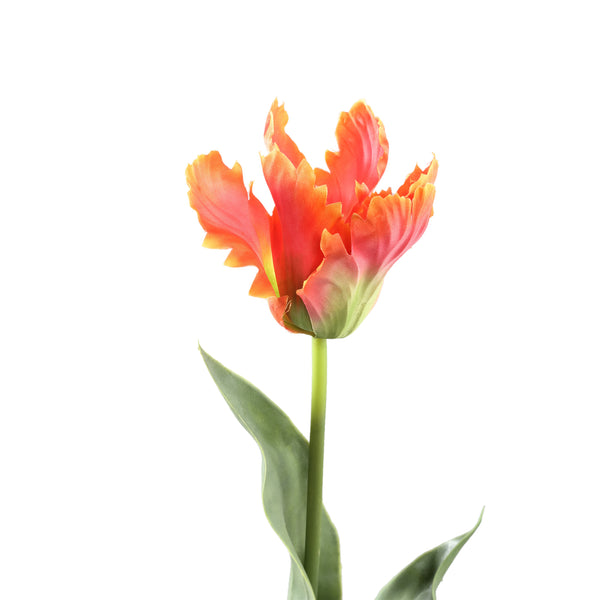 Tulip Flower with leaves