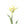 Tulip Flower with leaves