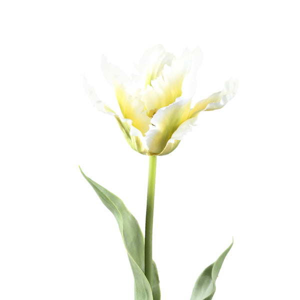 Tulip Flower with leaves