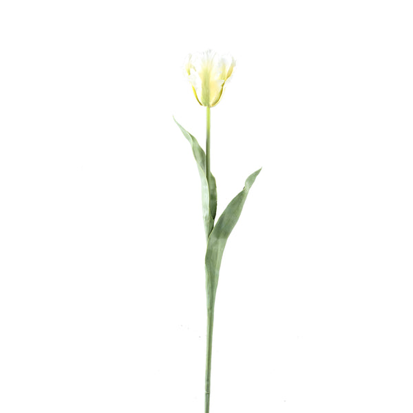 Tulip Flower with leaves