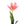 Tulip Flower with leaves