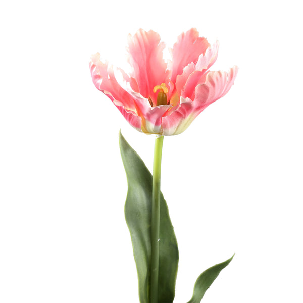 Tulip Flower with leaves