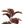 Leaves Plant Brown magnolia leaf spray hairy